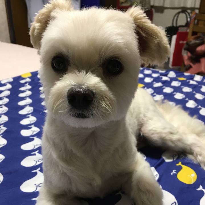 9b4cf62e f2e8 48a7 b649 50d23ec924b4 1530879240538