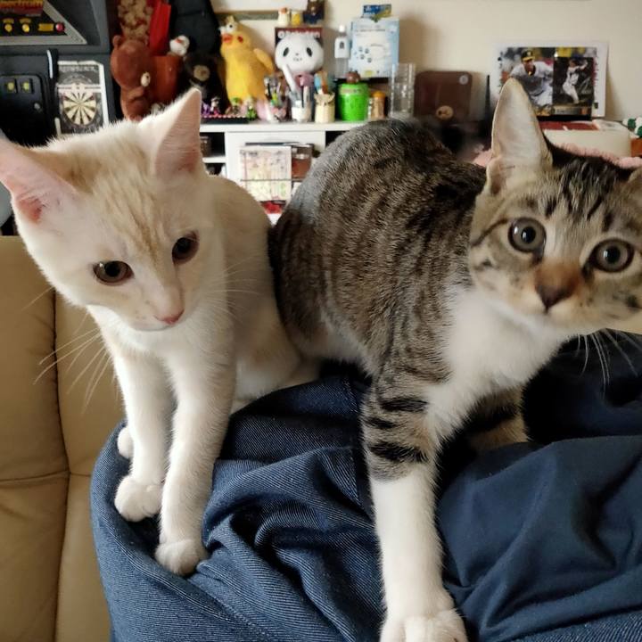 9b4dedf9 9ab9 4f28 a502 5475400c8656 1756000752917