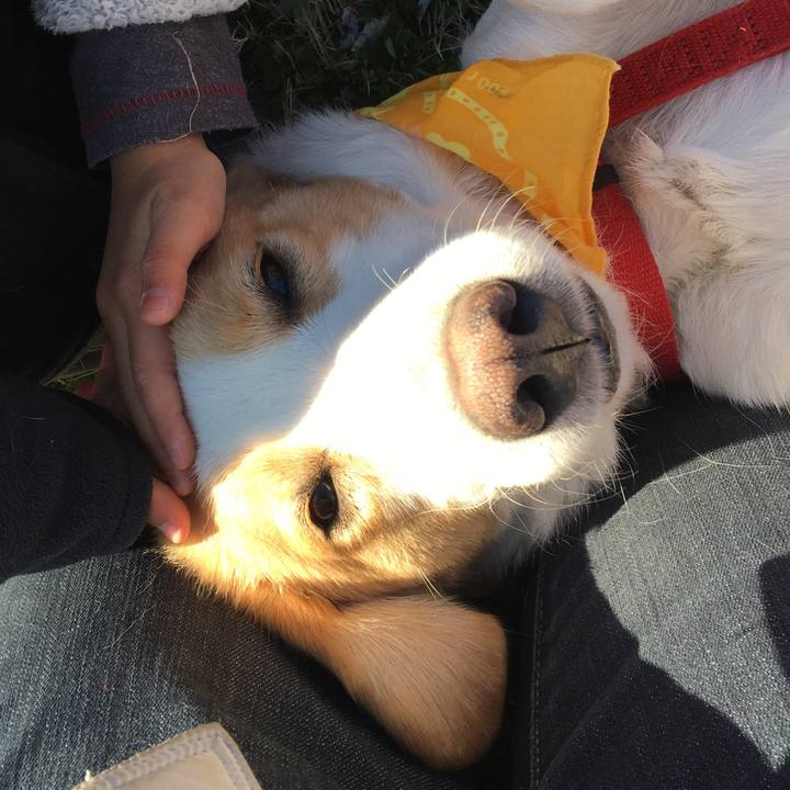 9b4df44e 9adc 40e7 9b59 f8902ad96f11 1513594645751