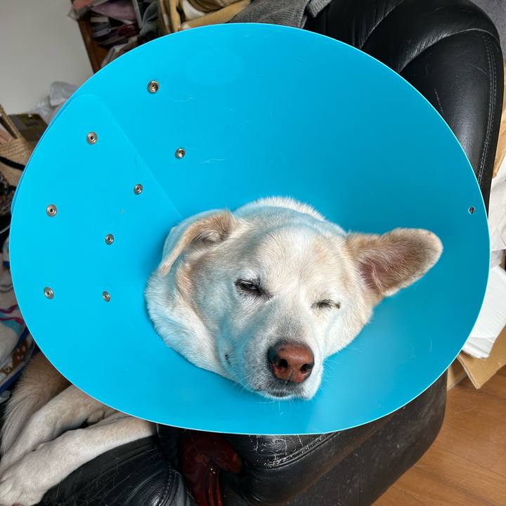 9b512e9a 3324 486d a239 959c2516611a 1737264361239