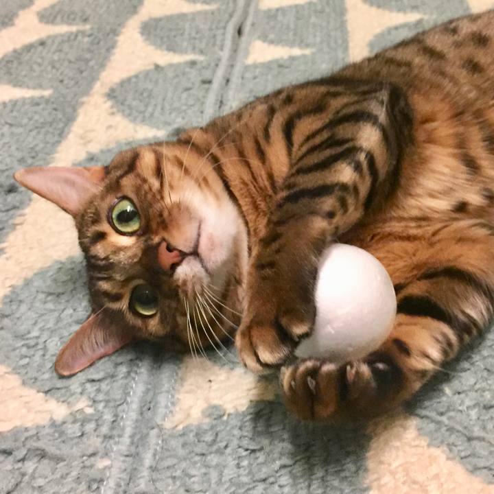 9b51f65b 0479 4860 8760 ce199ca2ced7 1545274481296