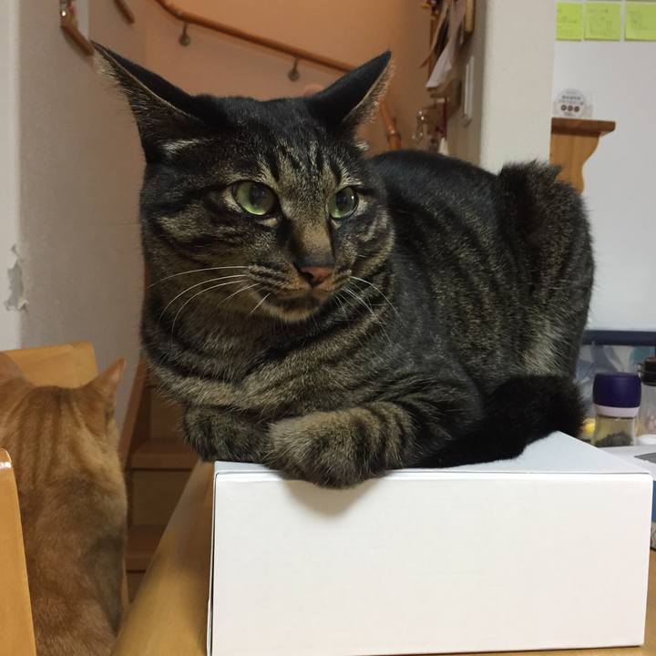 9b522a98 732c 404b b520 3b2d3bba5d0e 1526203255248