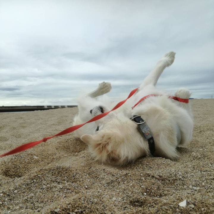 9b5251fa 0bc7 4aba 9e1a 7ebf4934e6c4 1507854485289