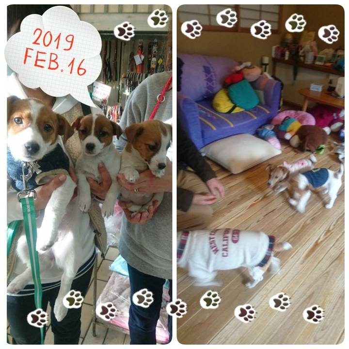 9b5488ea ed4a 454f bce3 bf2fb9a5b02c 1550381256003