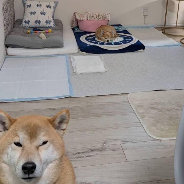 9b54ba34 32bc 48ff 9f2a 33ed9d6233ac 1770454662927