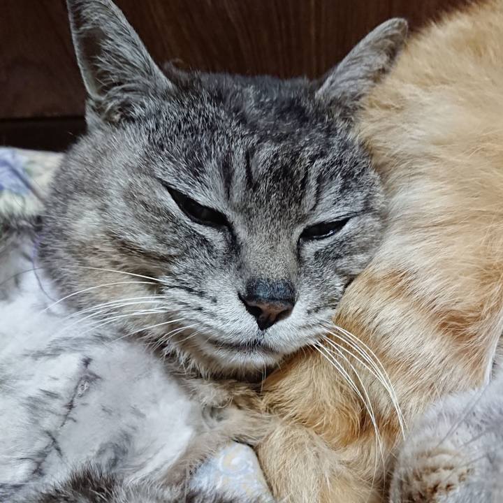 9b5553f4 af5e 4866 81d5 f6bf1b7643bc 1589371178242