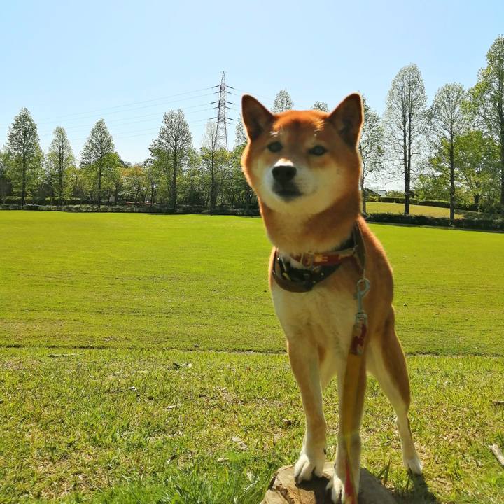 9b5692b9 f5a1 4d74 a112 19106b683fd8 1618460084812