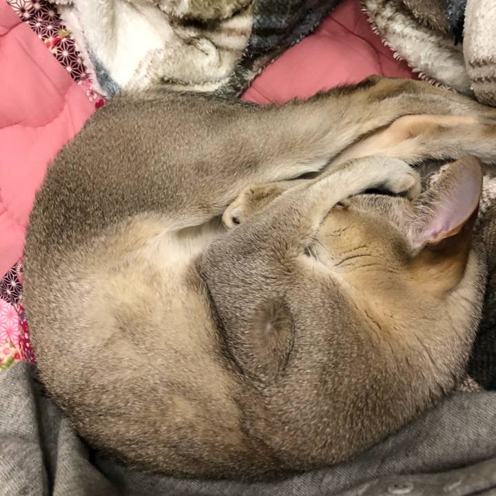 9b58eaa3 2618 4dfe a944 b820cd46225b 1521728185118