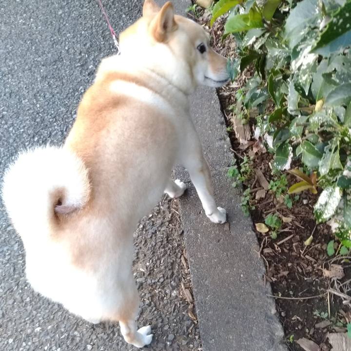 9b598bb3 6b4e 42dd 9e87 86e27f378e75 1605047039597