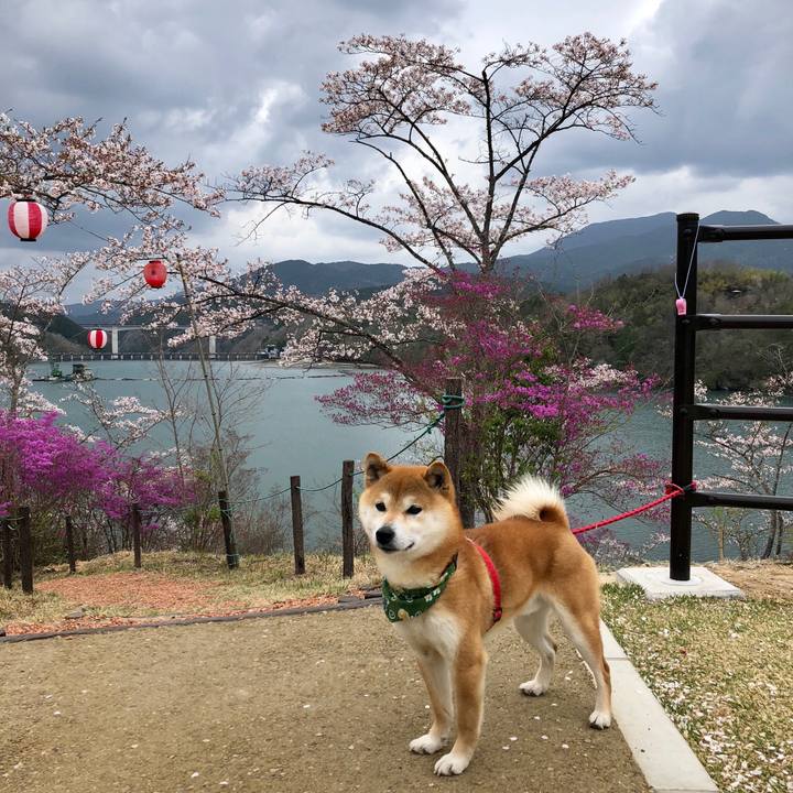 9b5b25e4 2e0b 4c22 98c9 1c75fae13b25 1522920317543