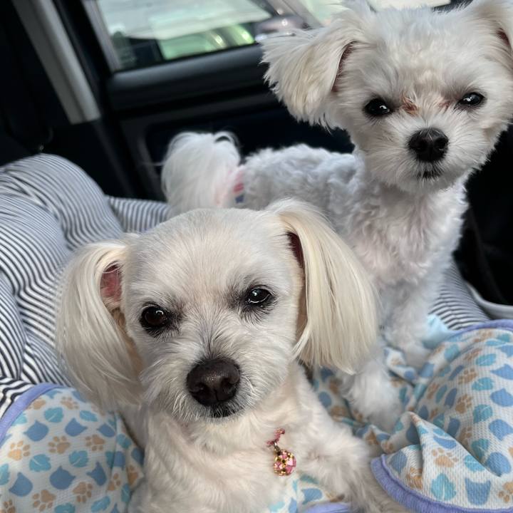 9b5d0cd6 7ee8 4f2c b084 e9ffc4b57596 1716462789861