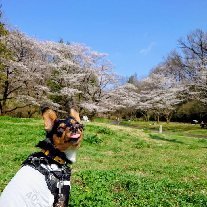 9b5dd2ea ed3b 4c36 a34e 1e2f37deae07 1774833314780