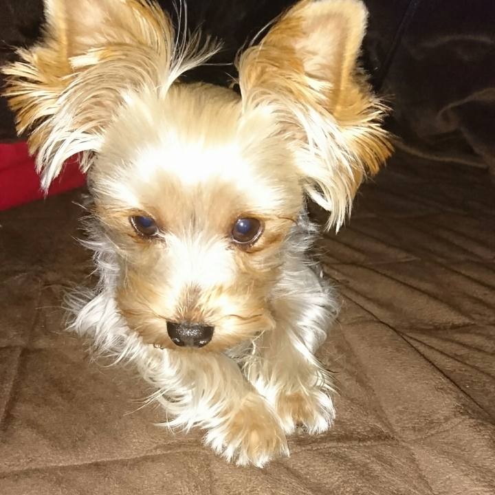 9b616adb 6e44 48bd ac39 4d26e172de36 1508650627032