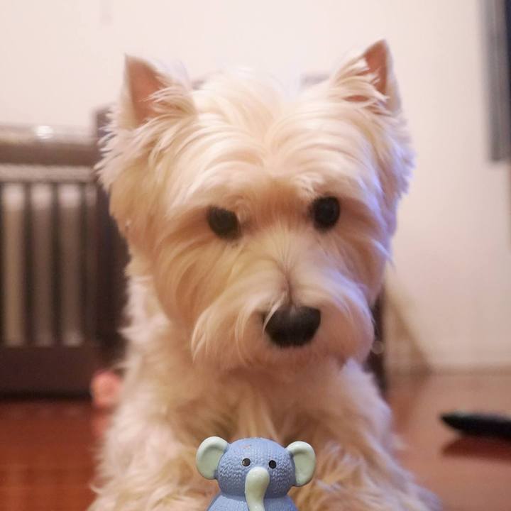 9b6406e1 d928 4351 af3f 6997adad0ab5 1513694546477