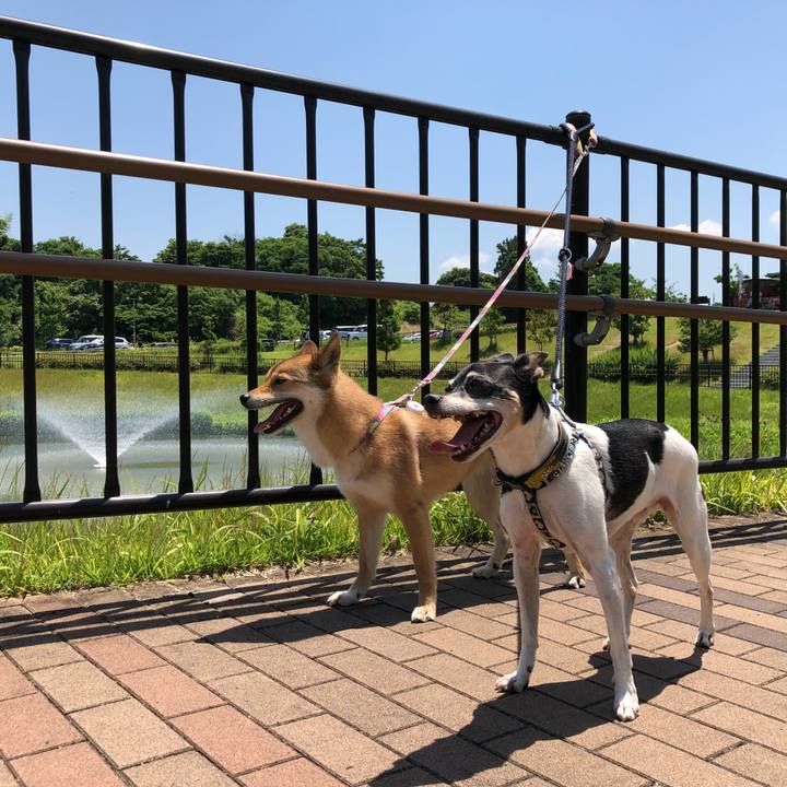 9b666e43 1e4a 414b b38b 66dc1d54b61b 1527991190123