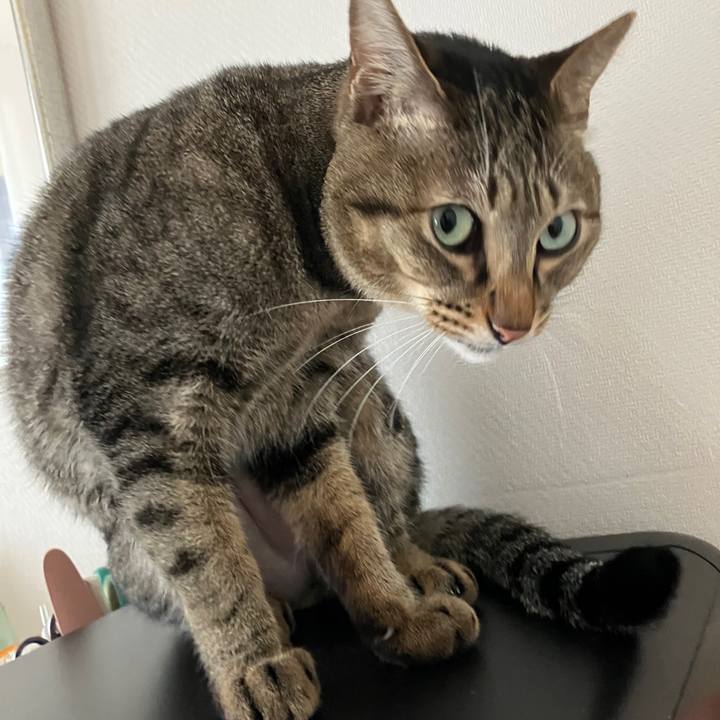 9b66d272 566d 45dd b777 c342cf5159e0 1762387094333