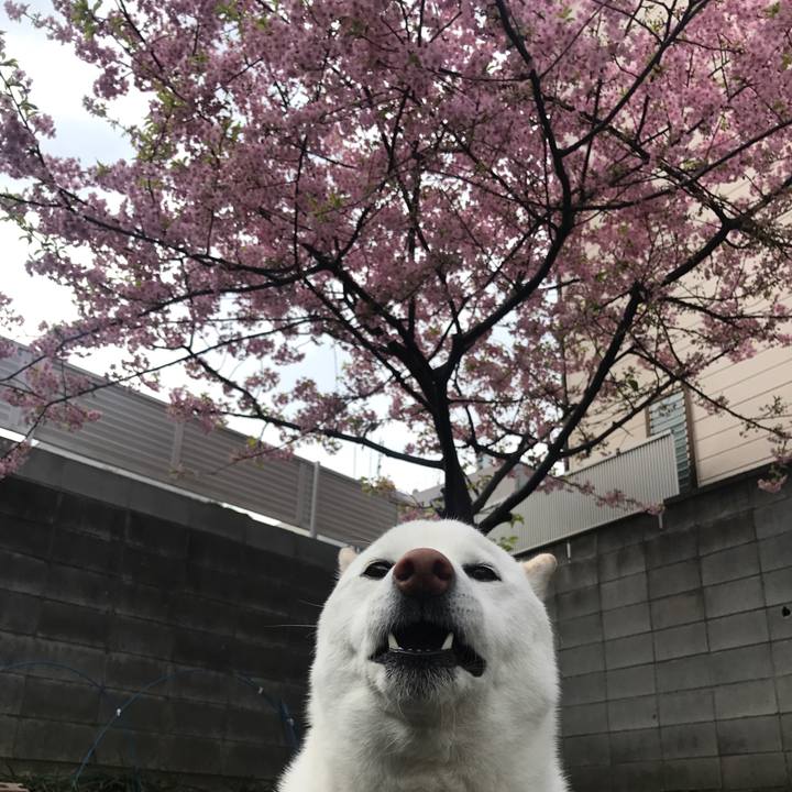 9b6a9cb9 bb0b 4613 8bcc d648acf0a274 1520206987630