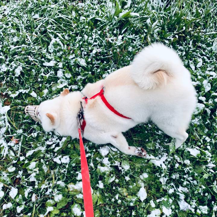 9b6bedbe 2150 4013 bd1e ce0ecf00a88f 1604443539505