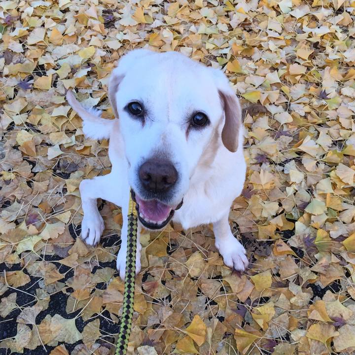 9b6dffa7 4651 41fb ace2 36df84ea1cfc 1543309575551