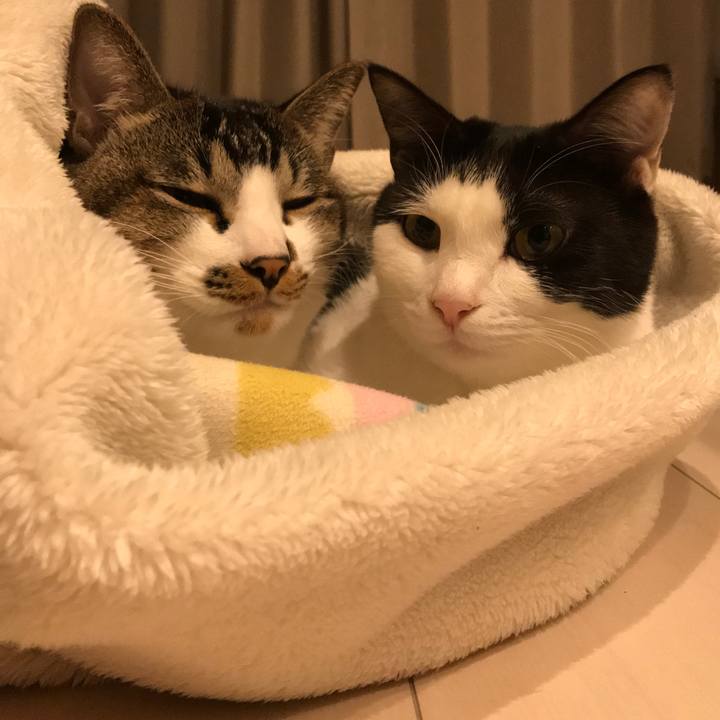 9b74f128 b11c 41a6 afe3 c53720fe1b1c 1513165288948