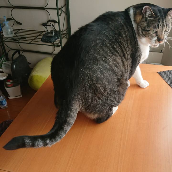 9b755019 e02f 47e1 ac48 260ba381476f 1557787148728