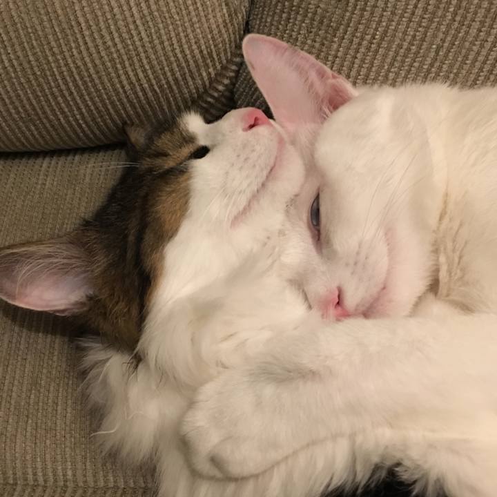 9b7b33fa ed86 463f 9960 1fbf555f8383 1508372650749