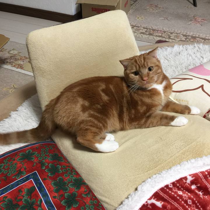 9b7be271 c32f 4db8 9f8f 074d6f2dd02c 1544999890525