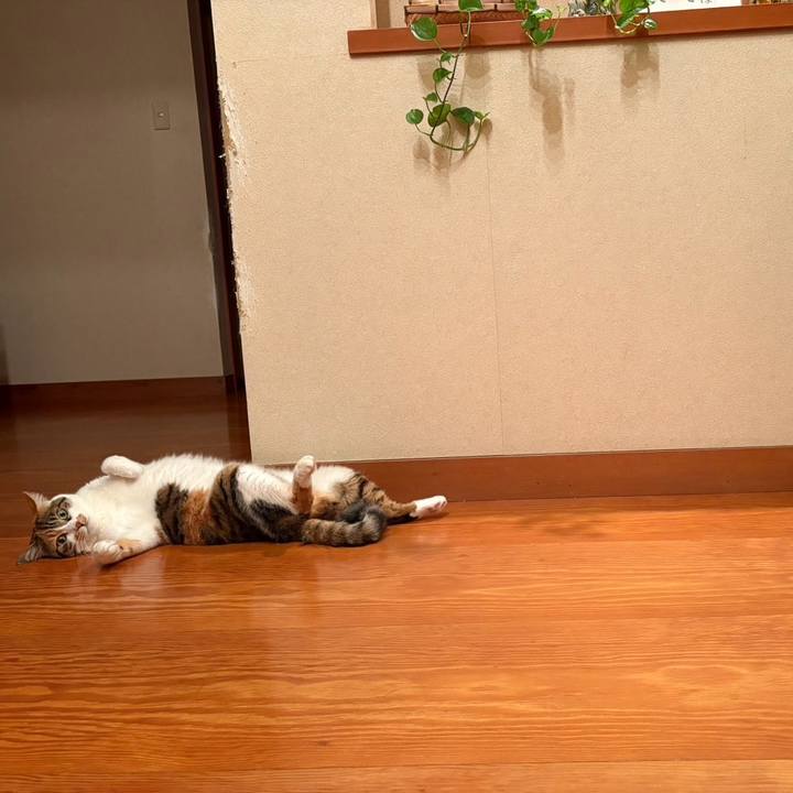 9b7f6378 480a 4485 a833 52b8a87faf58 1755172798129