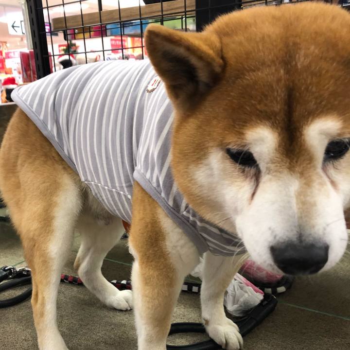 9b815138 e885 474f 919e 6fcfec253451 1544755940513