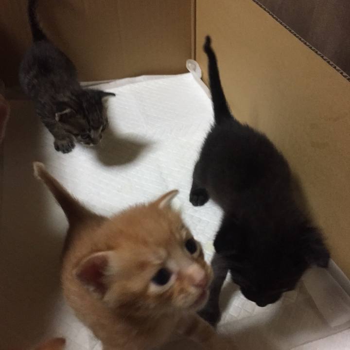 9b84f0bd 477e 49af b845 73f073d72f80 1532185800461