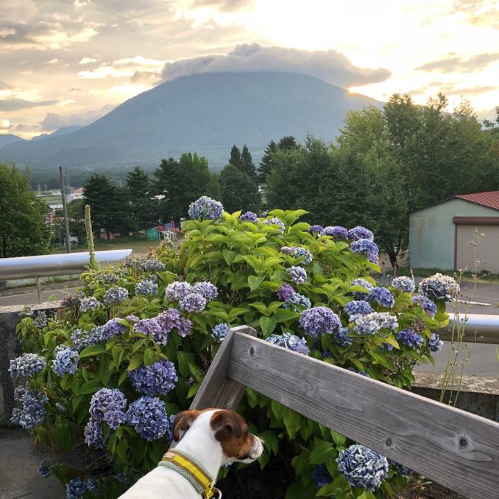 9b886d81 c8de 49d8 8470 e5e60d97a370 1532769118778