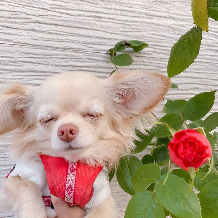 9b8e94d9 6586 4302 8637 ecc994f9e3c4 1619001184133