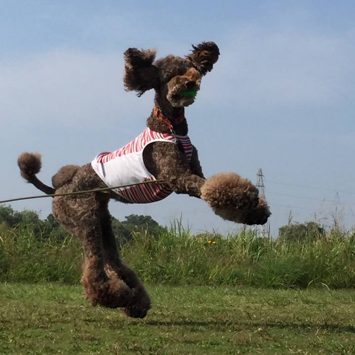 9b90b77c 2002 4900 ac01 11987ef9aa2c 1507779918242