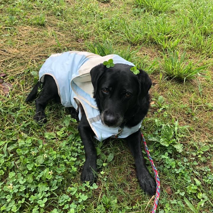 9b92f954 a3ab 4d97 afed 1764a95fd083 1536025667670