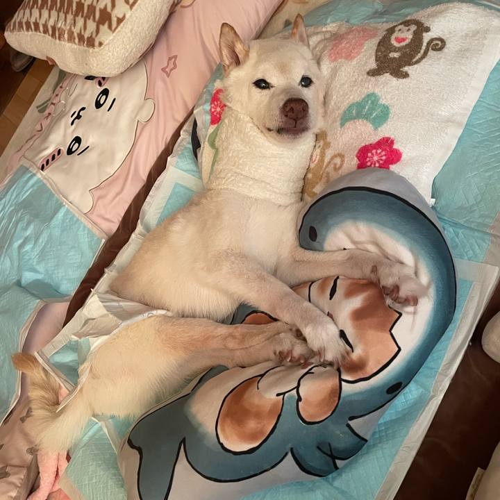 9b933ac8 14f9 41b4 b3d6 fb3283a4cf54 1697838655797