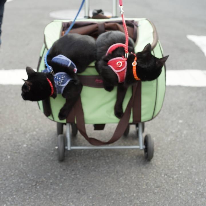 9b99dbc1 aba8 4a25 9b32 bd599146f574 1521874524627