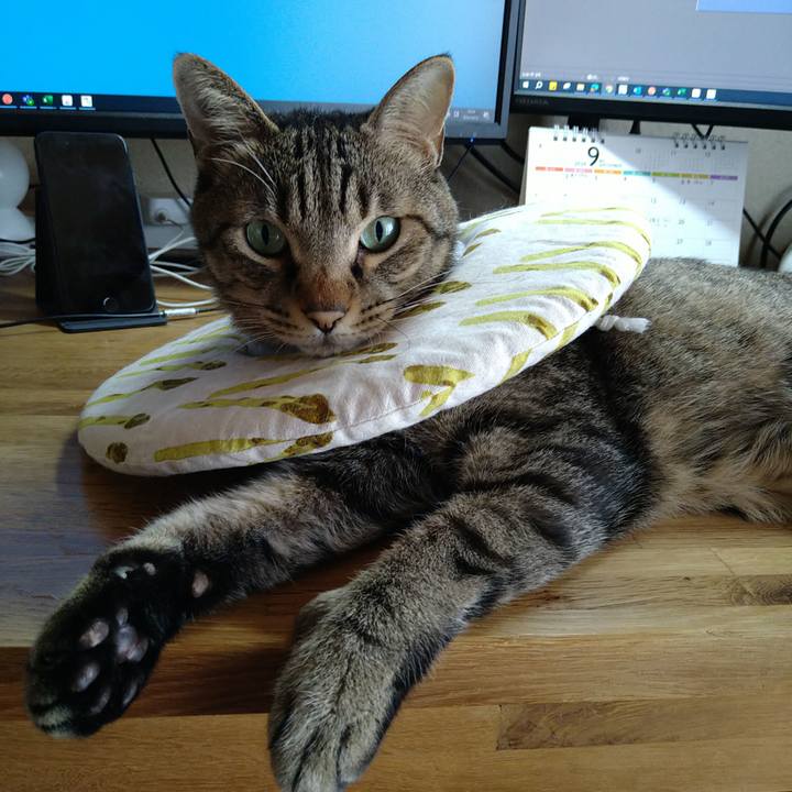 9b9a853a 8f55 4a53 9258 ec6b28ab9a75 1725240626807