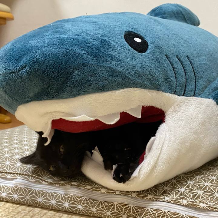 9b9b0a97 ced0 437a a054 6ab37560cb25 1635676609186