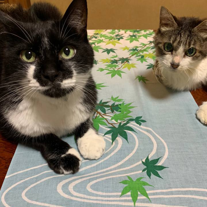 9b9ba74b cf48 4249 ada8 3f0d63c1d6b1 1563752167623