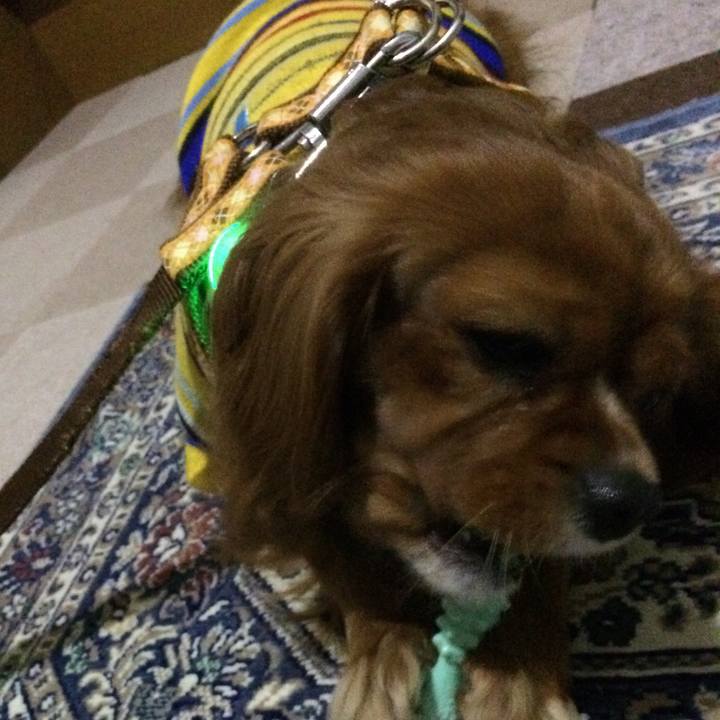 9b9c9882 14bf 4ad2 bc7a 66337b10c76a 1518732331316