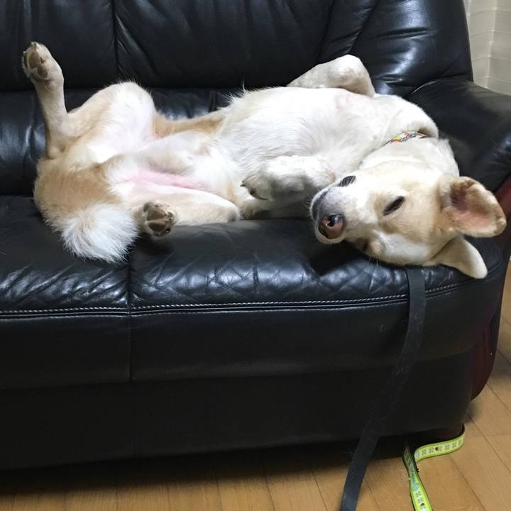 9b9cdcb4 1cc8 4c2a 95e2 5c4730f74b50 1532921245137