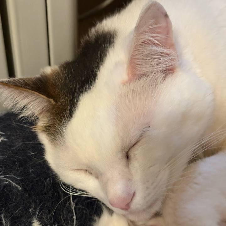 9b9e8fc5 db23 45dd 9d52 80b645113723 1741396346665