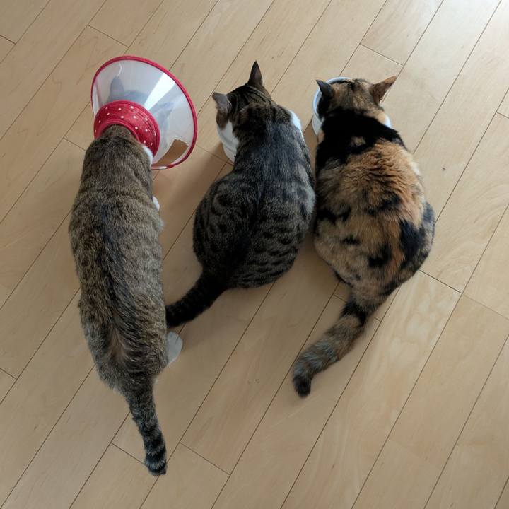 9ba00a3f 9a77 4948 a211 49e570b74c95 1749015790789