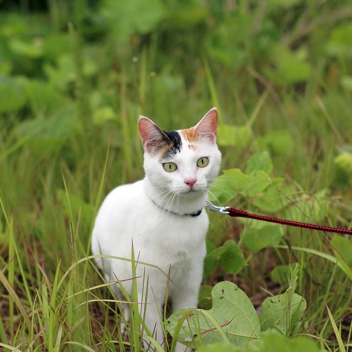 9ba1a5c9 3930 4163 aec1 db4a911880d7 1595304273488