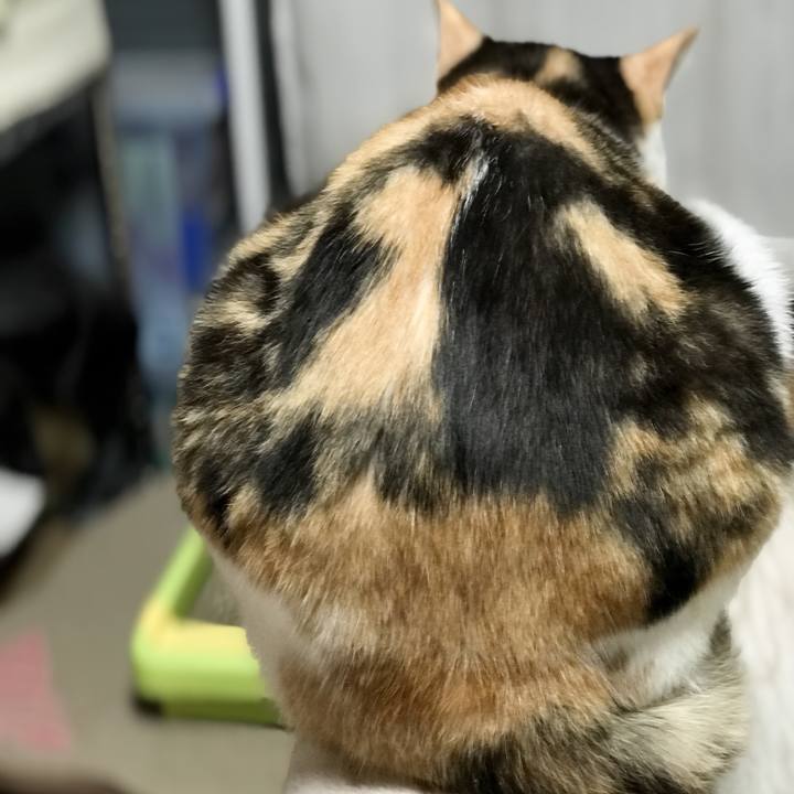 9ba204b8 034e 4740 9f93 3d6738755d51 1528122458906