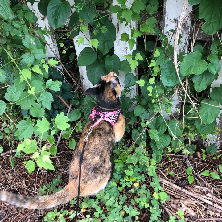 9ba21f2a c30a 4157 8377 ede4c50533f8 1530938212334