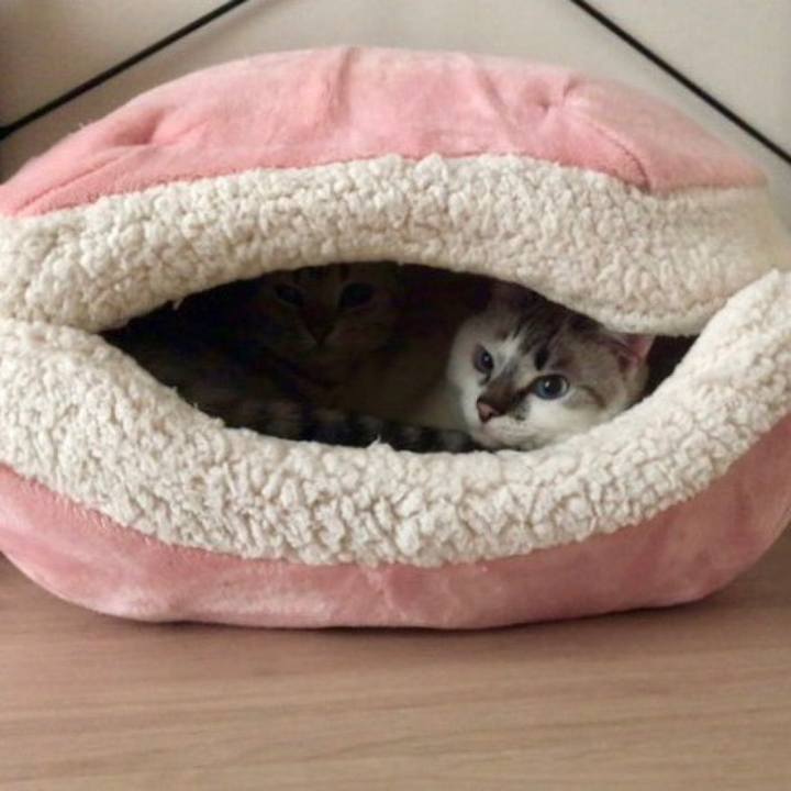 9ba2443b 35e5 4dba 9684 94aaf3152bd0 1550146621813