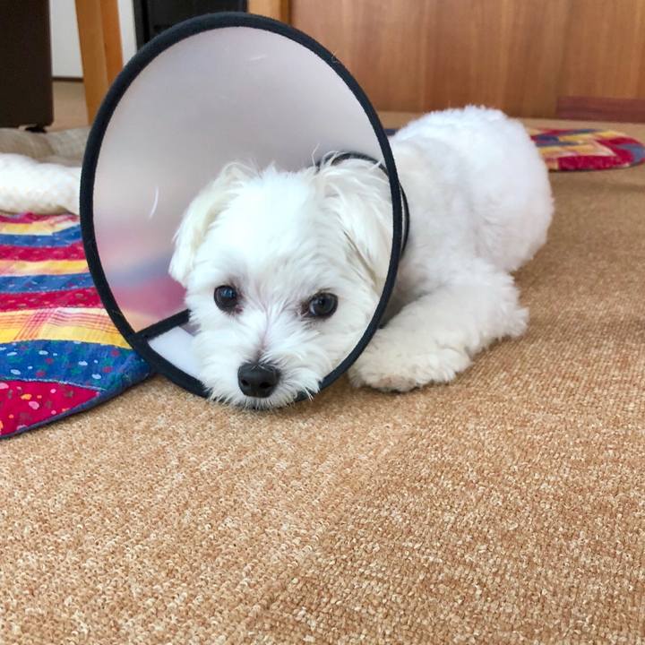 9ba970c1 1d0e 4358 80f0 93f8bd926666 1535432928996