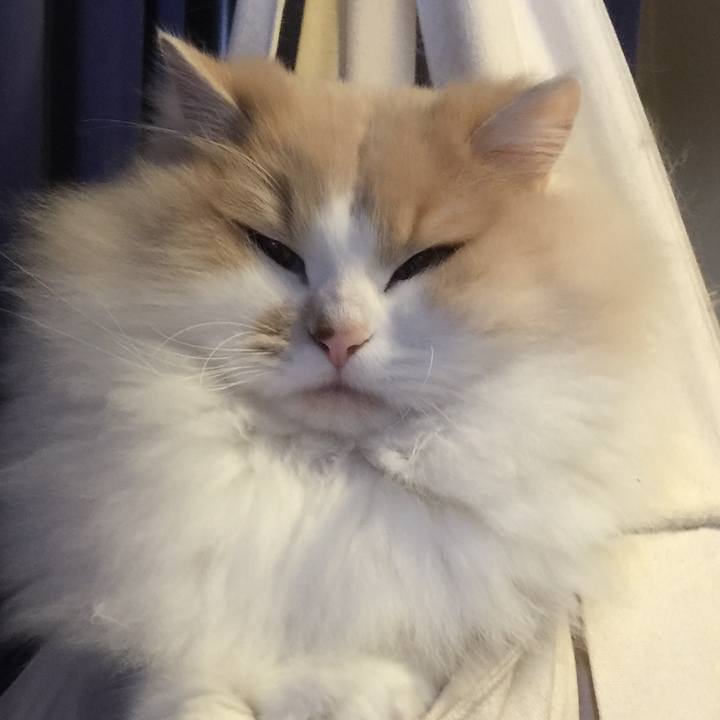 9ba9e40b 39a9 4f32 88fc c0234c2686f7 1511619238650