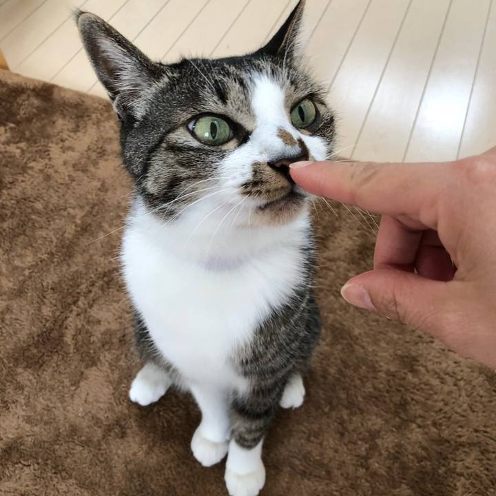 9bad06cc 2768 48fe a698 77ce3f186e08 1526510811460